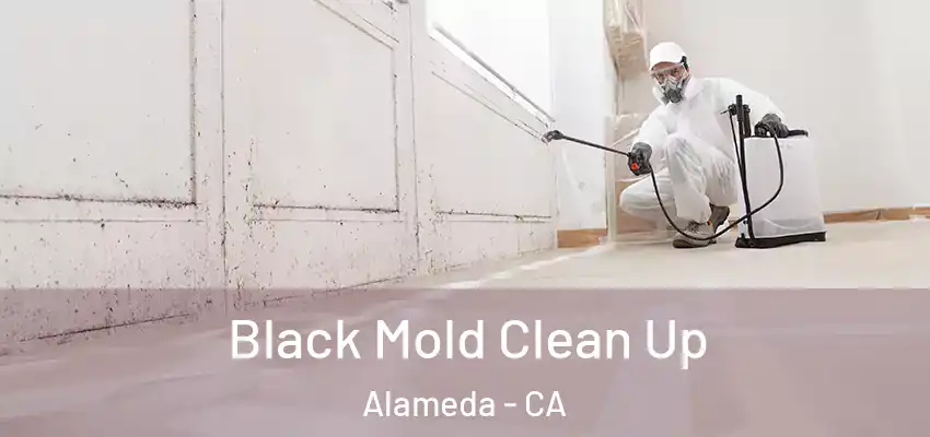  Black Mold Clean Up Alameda - CA