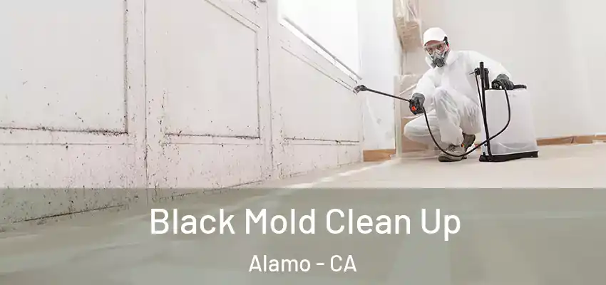  Black Mold Clean Up Alamo - CA