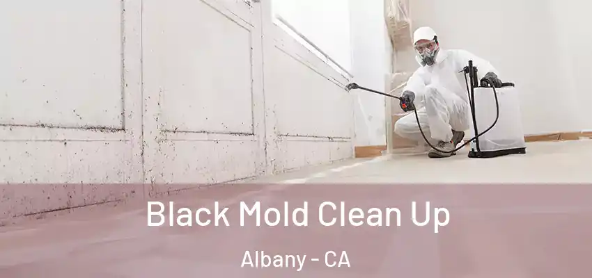  Black Mold Clean Up Albany - CA