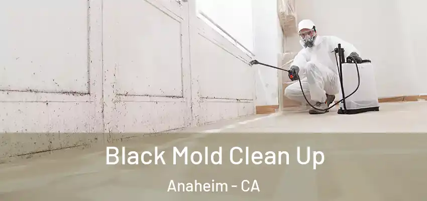  Black Mold Clean Up Anaheim - CA
