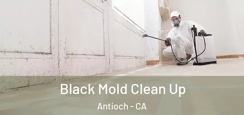  Black Mold Clean Up Antioch - CA