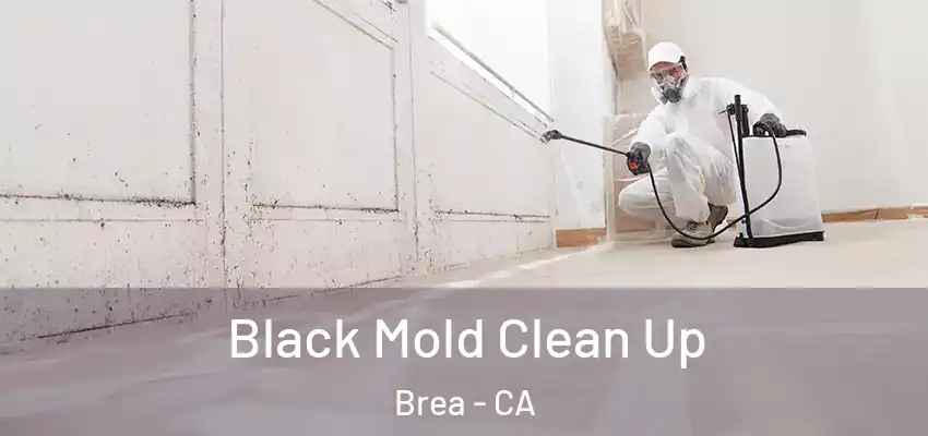  Black Mold Clean Up Brea - CA