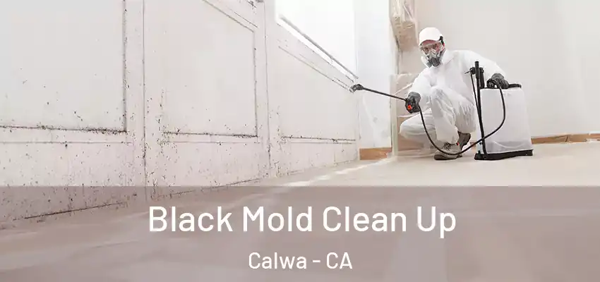 Black Mold Clean Up Calwa - CA