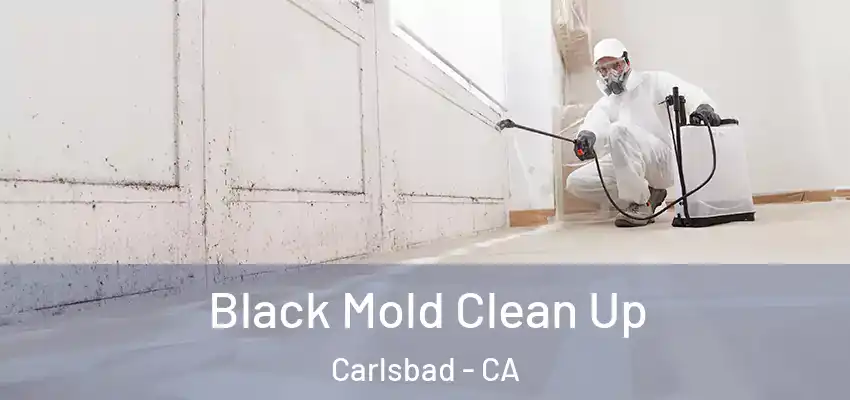  Black Mold Clean Up Carlsbad - CA