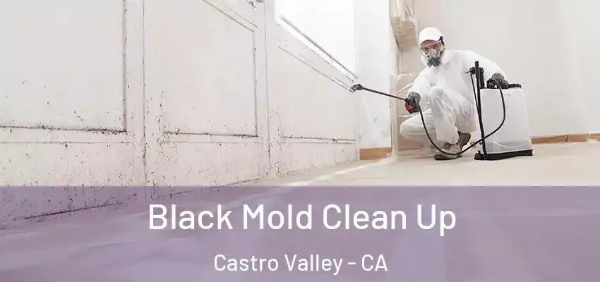  Black Mold Clean Up Castro Valley - CA