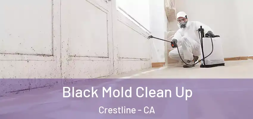  Black Mold Clean Up Crestline - CA