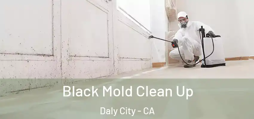  Black Mold Clean Up Daly City - CA
