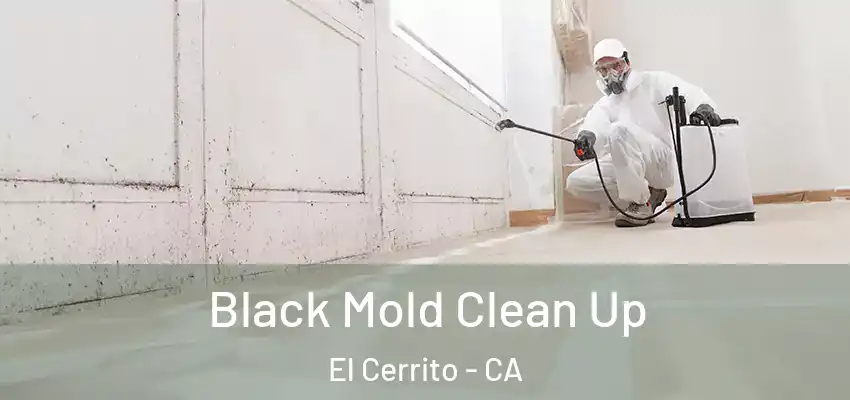  Black Mold Clean Up El Cerrito - CA