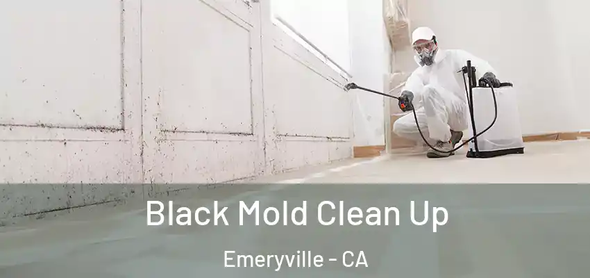  Black Mold Clean Up Emeryville - CA