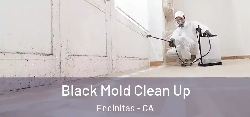  Black Mold Clean Up Encinitas - CA