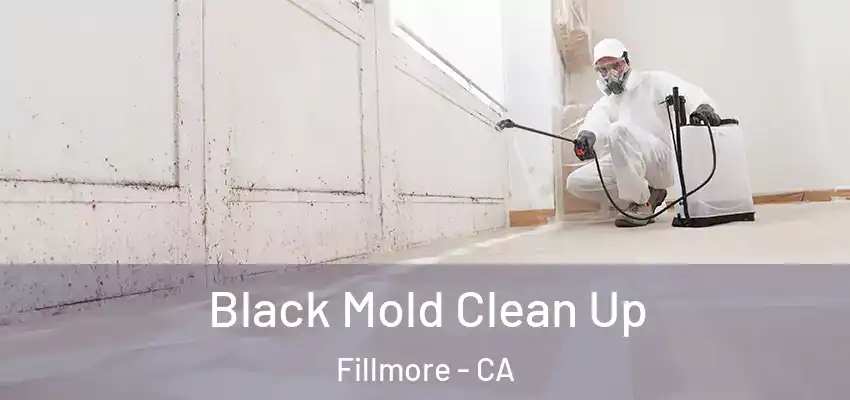  Black Mold Clean Up Fillmore - CA