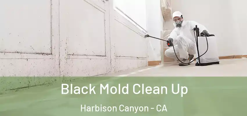  Black Mold Clean Up Harbison Canyon - CA