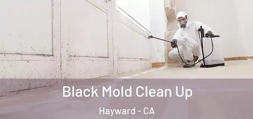  Black Mold Clean Up Hayward - CA