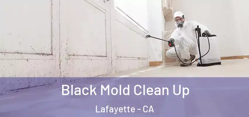  Black Mold Clean Up Lafayette - CA