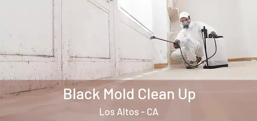  Black Mold Clean Up Los Altos - CA