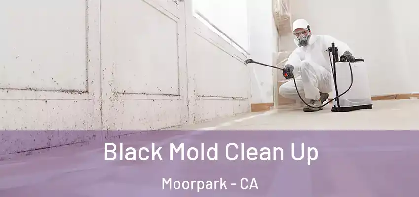  Black Mold Clean Up Moorpark - CA