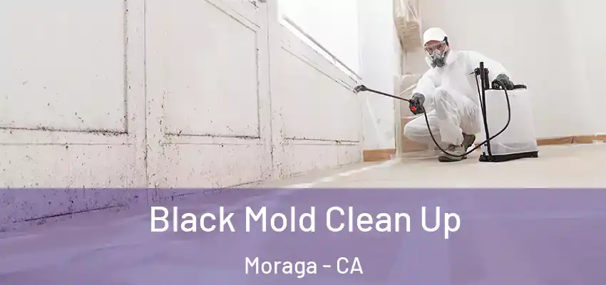  Black Mold Clean Up Moraga - CA