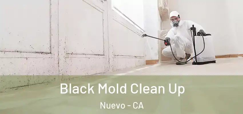  Black Mold Clean Up Nuevo - CA