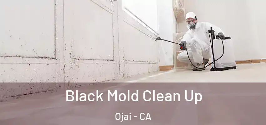  Black Mold Clean Up Ojai - CA
