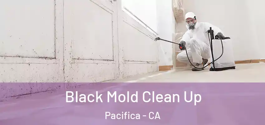  Black Mold Clean Up Pacifica - CA