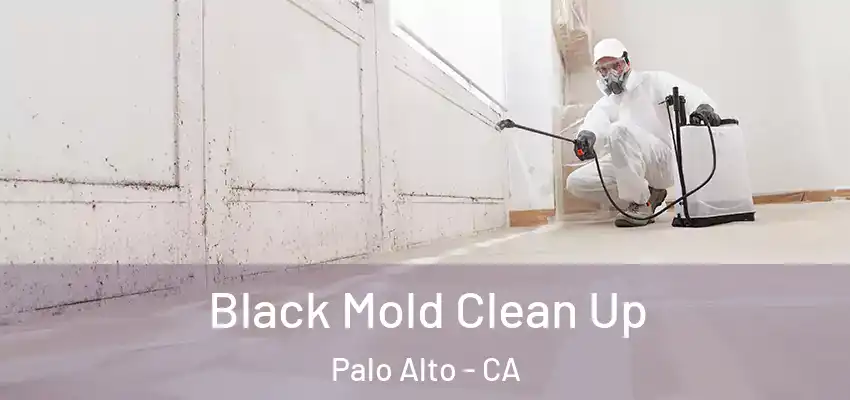  Black Mold Clean Up Palo Alto - CA
