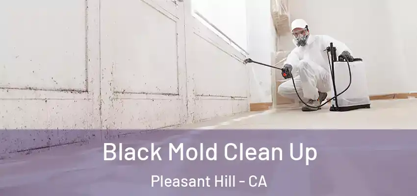  Black Mold Clean Up Pleasant Hill - CA