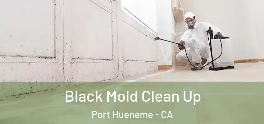  Black Mold Clean Up Port Hueneme - CA