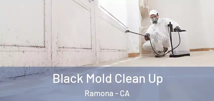  Black Mold Clean Up Ramona - CA