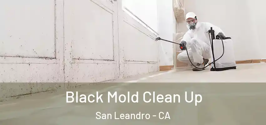  Black Mold Clean Up San Leandro - CA