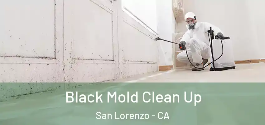  Black Mold Clean Up San Lorenzo - CA