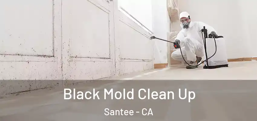  Black Mold Clean Up Santee - CA