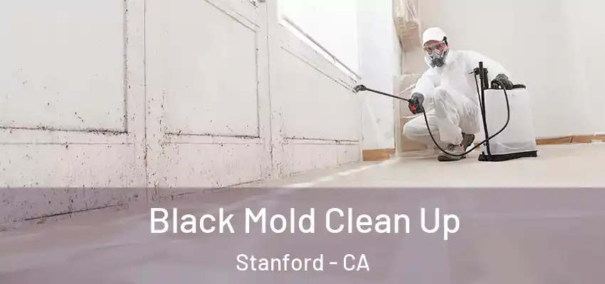  Black Mold Clean Up Stanford - CA