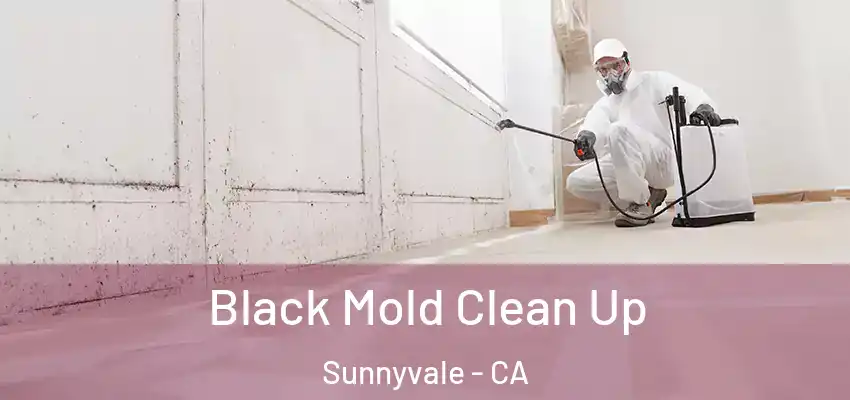  Black Mold Clean Up Sunnyvale - CA