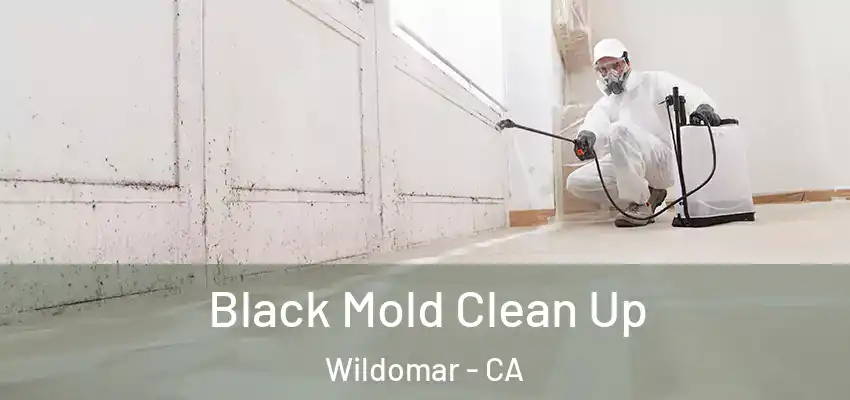  Black Mold Clean Up Wildomar - CA