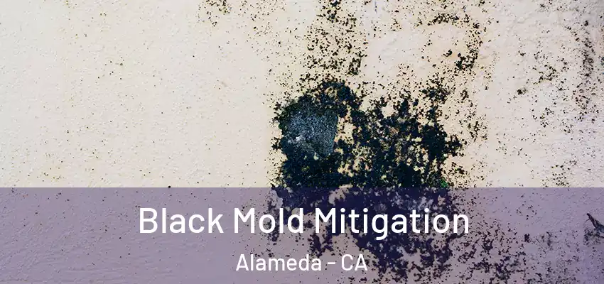  Black Mold Mitigation Alameda - CA