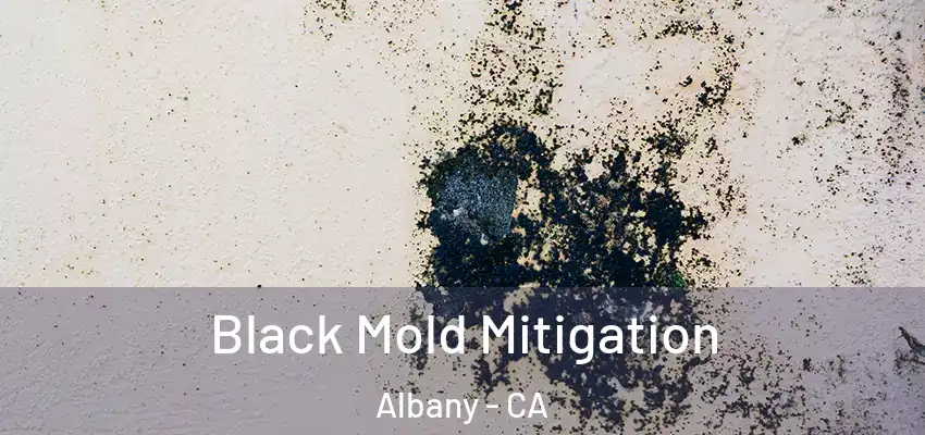  Black Mold Mitigation Albany - CA