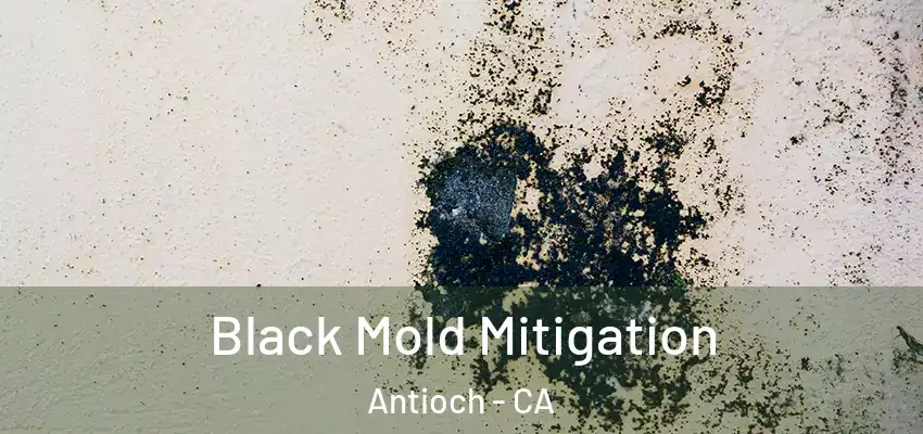  Black Mold Mitigation Antioch - CA