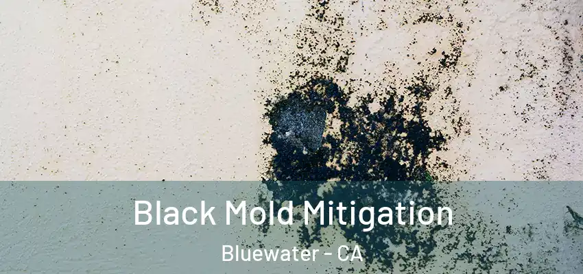  Black Mold Mitigation Bluewater - CA