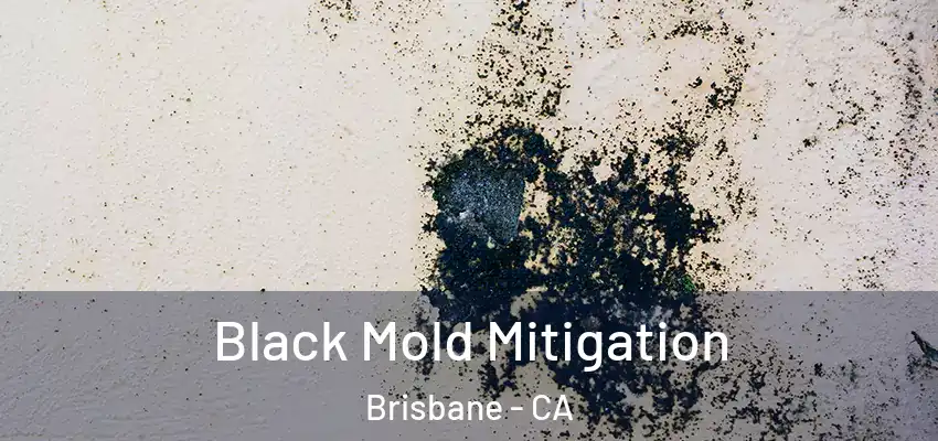  Black Mold Mitigation Brisbane - CA