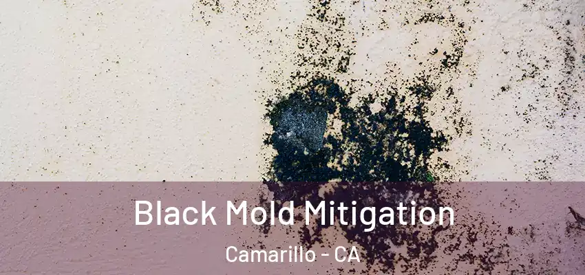  Black Mold Mitigation Camarillo - CA