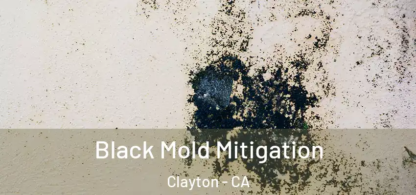 Black Mold Mitigation Clayton - CA