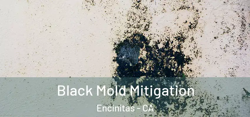  Black Mold Mitigation Encinitas - CA