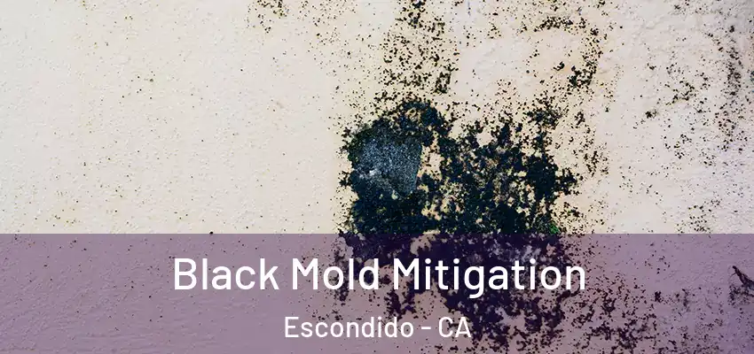  Black Mold Mitigation Escondido - CA