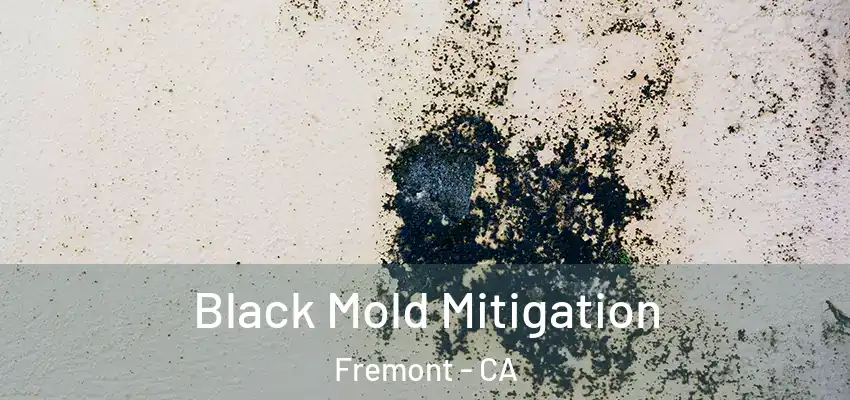  Black Mold Mitigation Fremont - CA