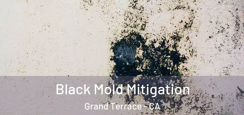 Black Mold Mitigation Grand Terrace - CA