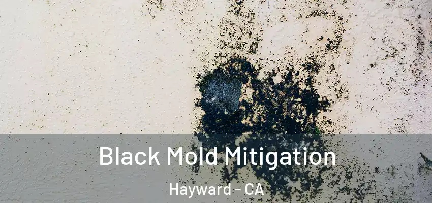  Black Mold Mitigation Hayward - CA
