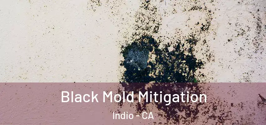  Black Mold Mitigation Indio - CA