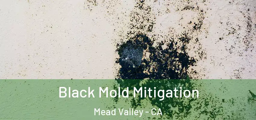  Black Mold Mitigation Mead Valley - CA