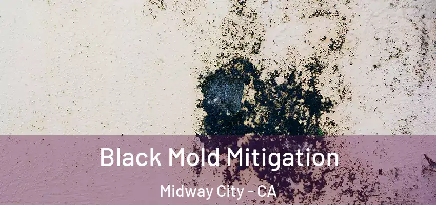  Black Mold Mitigation Midway City - CA