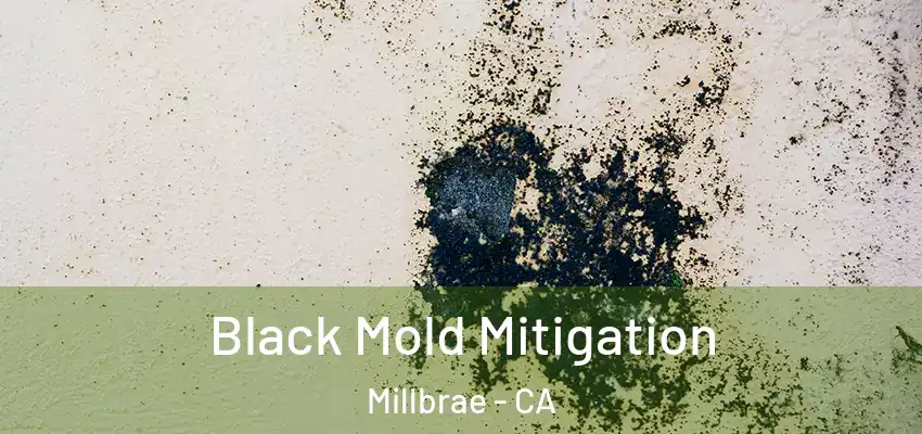  Black Mold Mitigation Millbrae - CA